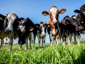 Vakantie Friesland met koeien in het weiland
