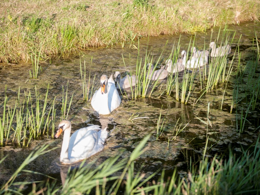 zwanen met jongen zwemmen langs je vakantiewoning