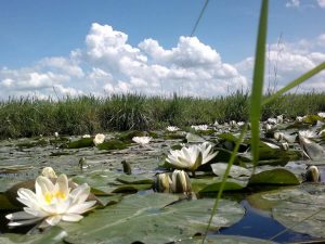 Pompebled de trots van Friesland