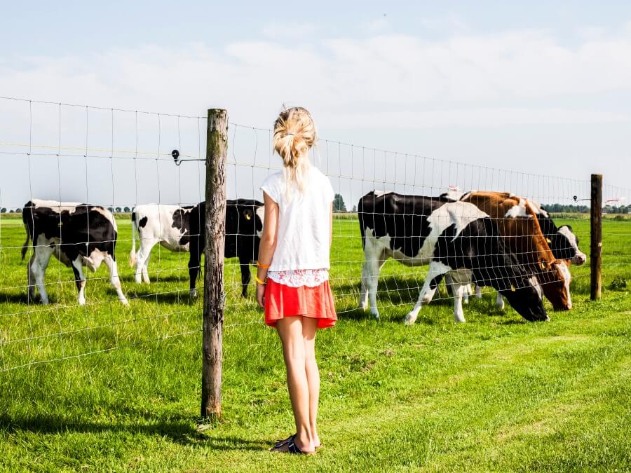 Koeien in de wei voor uw vakantiehuis