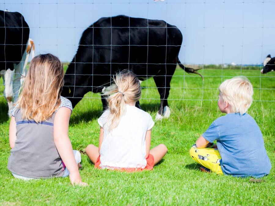 Kinderen die bij de koeien kijken